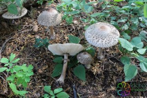 Macrolepiota rhacodes (4) (1000 x 667)1